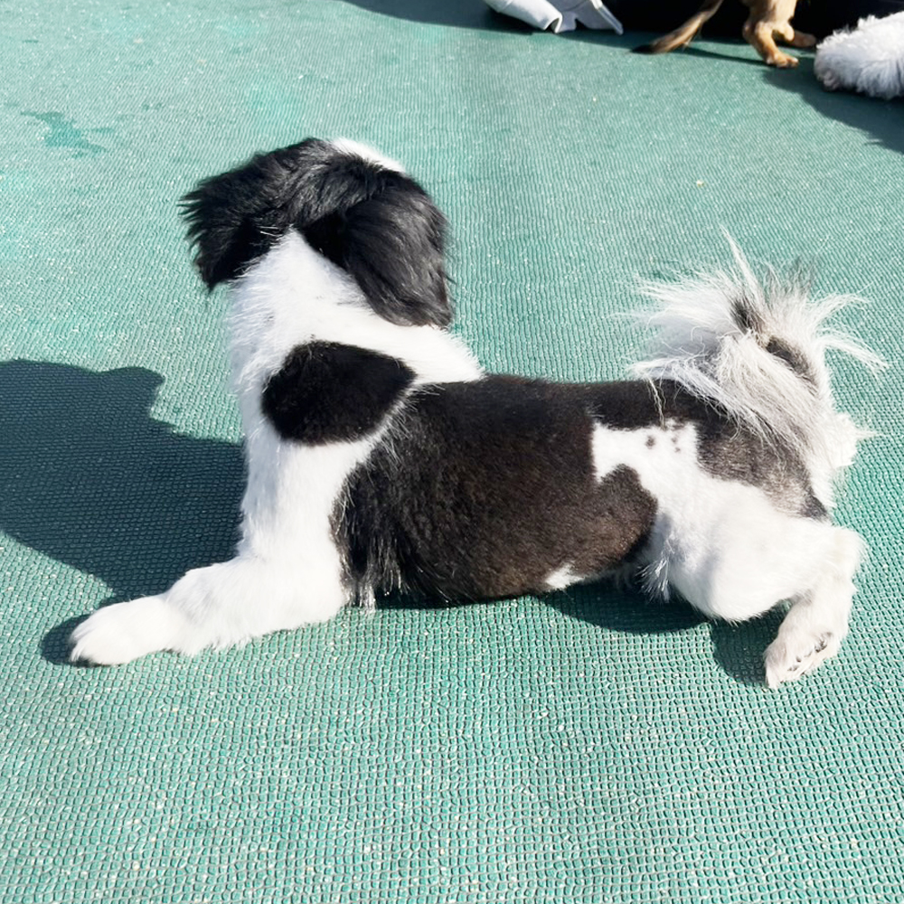 生徒が撮影したモデル犬たちの写真②